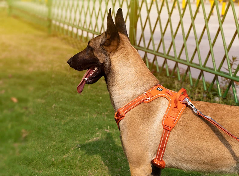 Skuggor TrailGlow No-Pull Nylon Reflective Dog Harness For Everyday Walks
